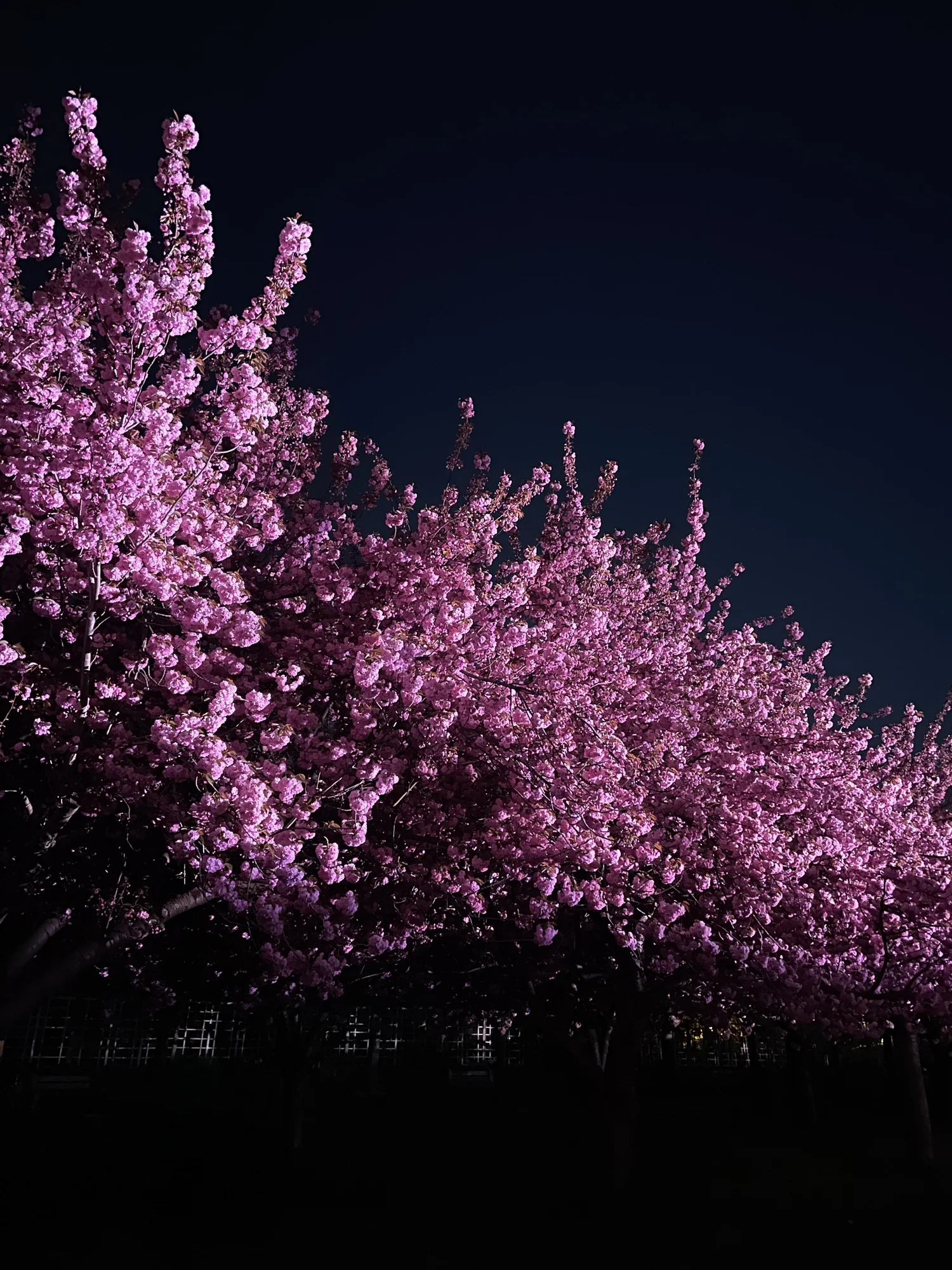 Hanami Nights — production photo
