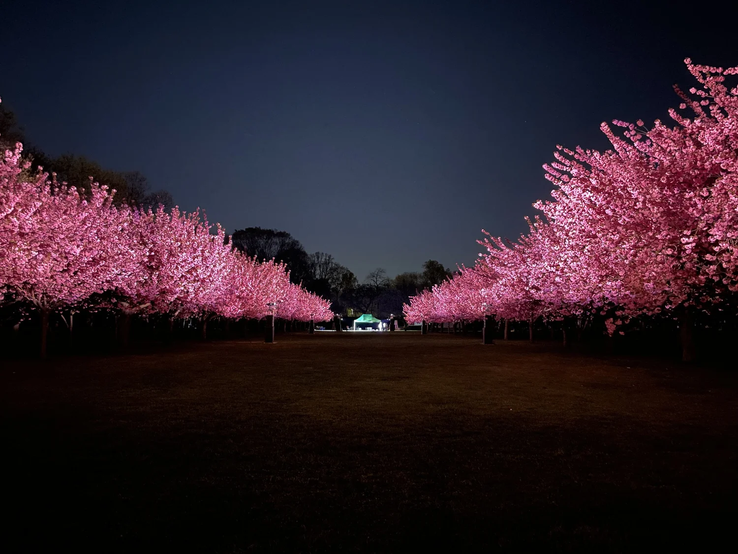 Hanami Nights — production photo