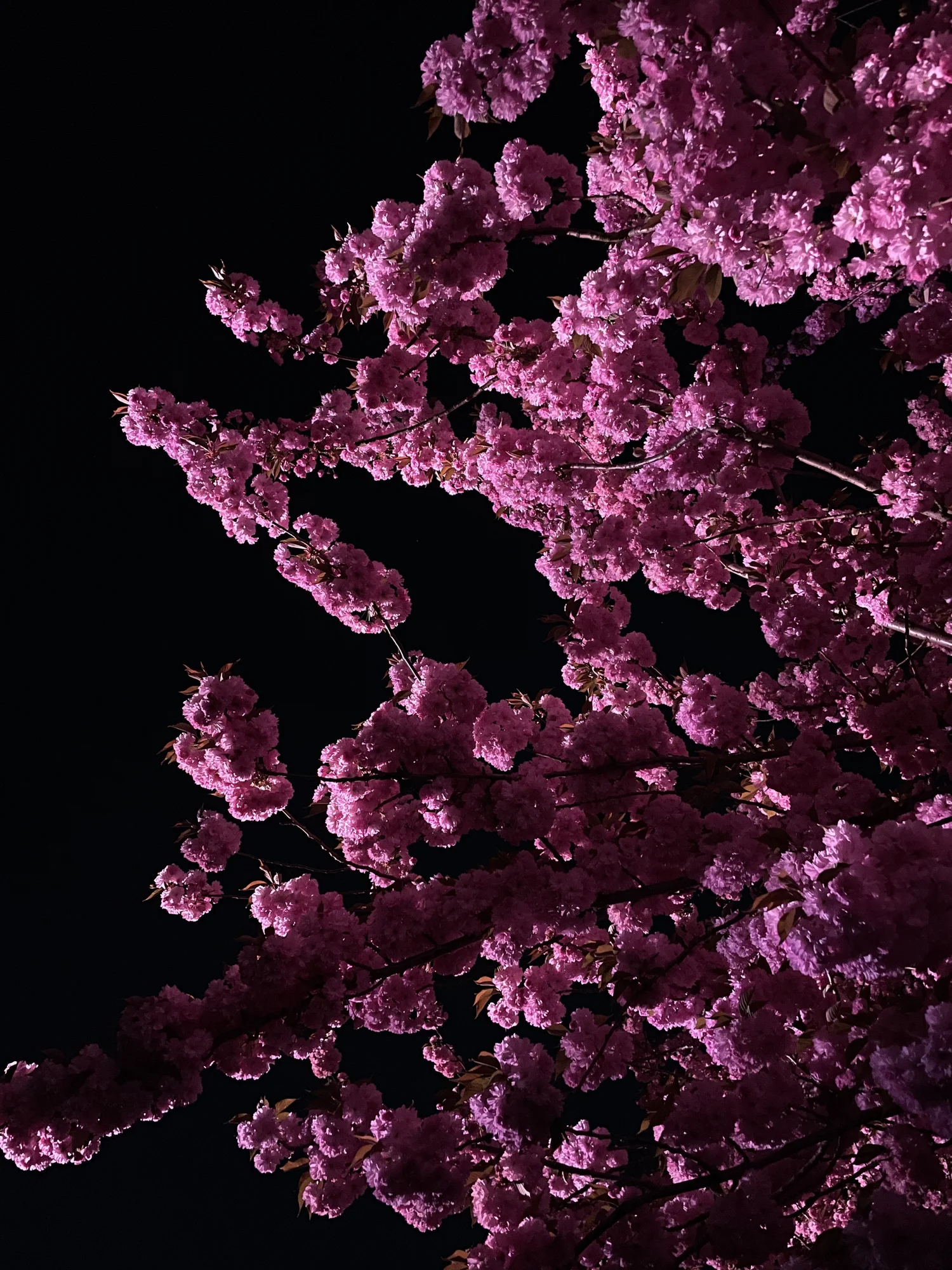 Hanami Nights — production photo