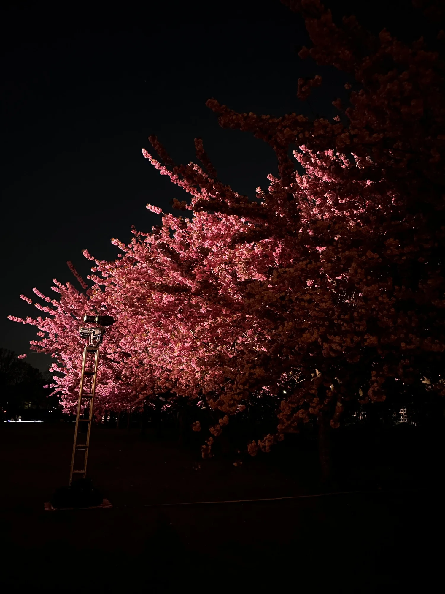 Hanami Nights — production photo