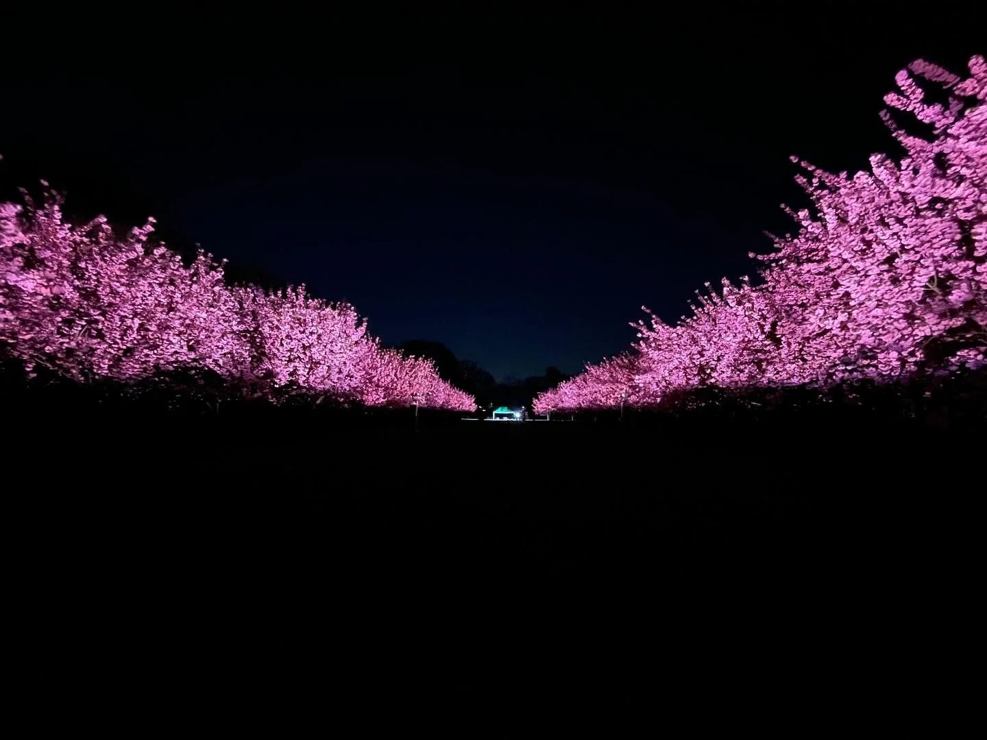 Hanami Nights